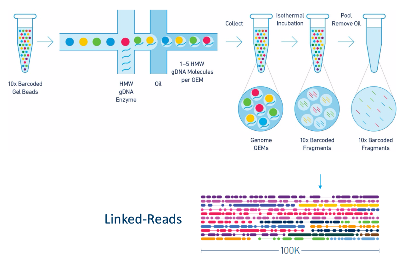 Linked-Reads workflow