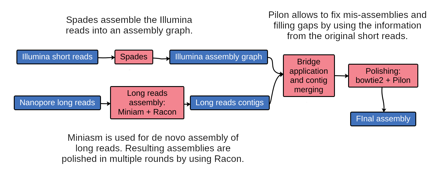 schematic of the unicycler pipeline, illumina short reads are assembled with spades into an assembly graph in one branch. Another branch brings nanopore reads through miniasm and racon to assemble and polish into long read contigs. Bridge application and contig merging combin the assembly graph and long reads, and this is sent to bowtie2 and pilon for polishing, producing the final assembly.