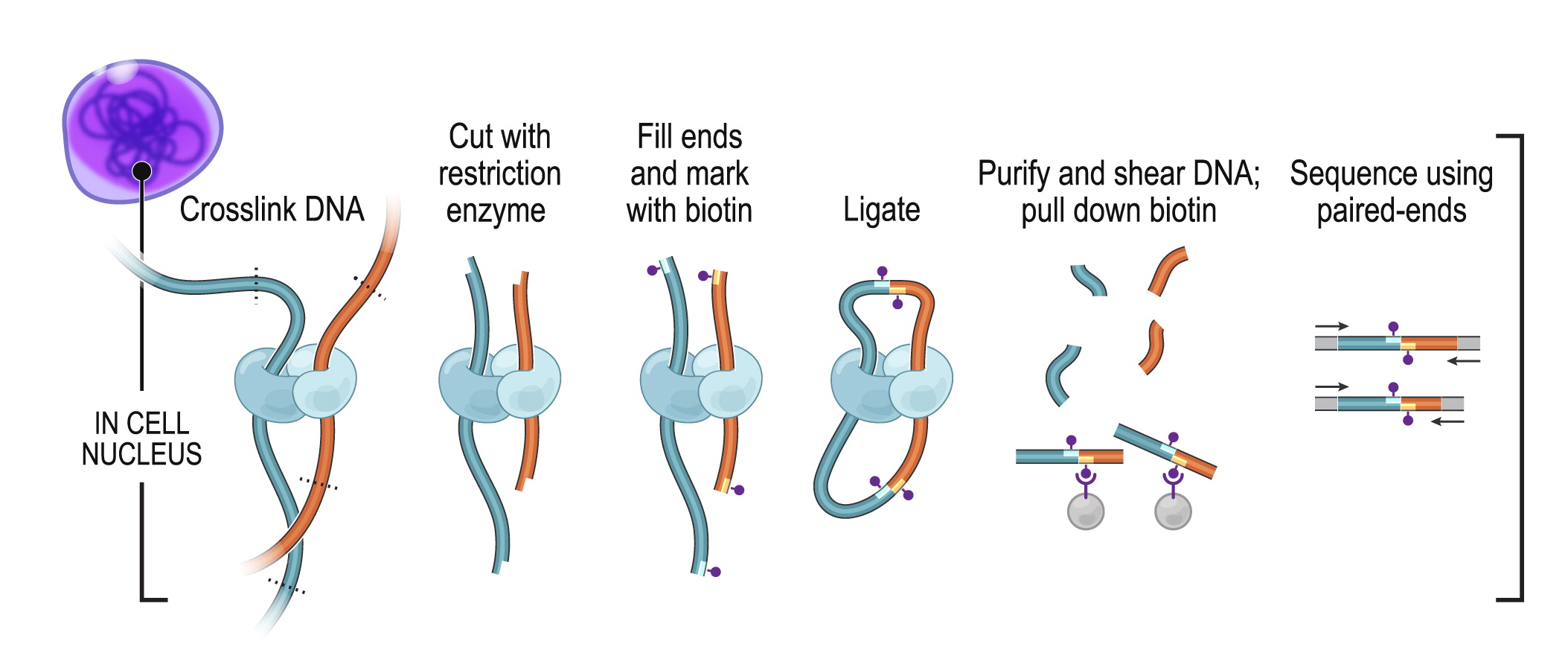 Figure 11: Hi-C protocol. 