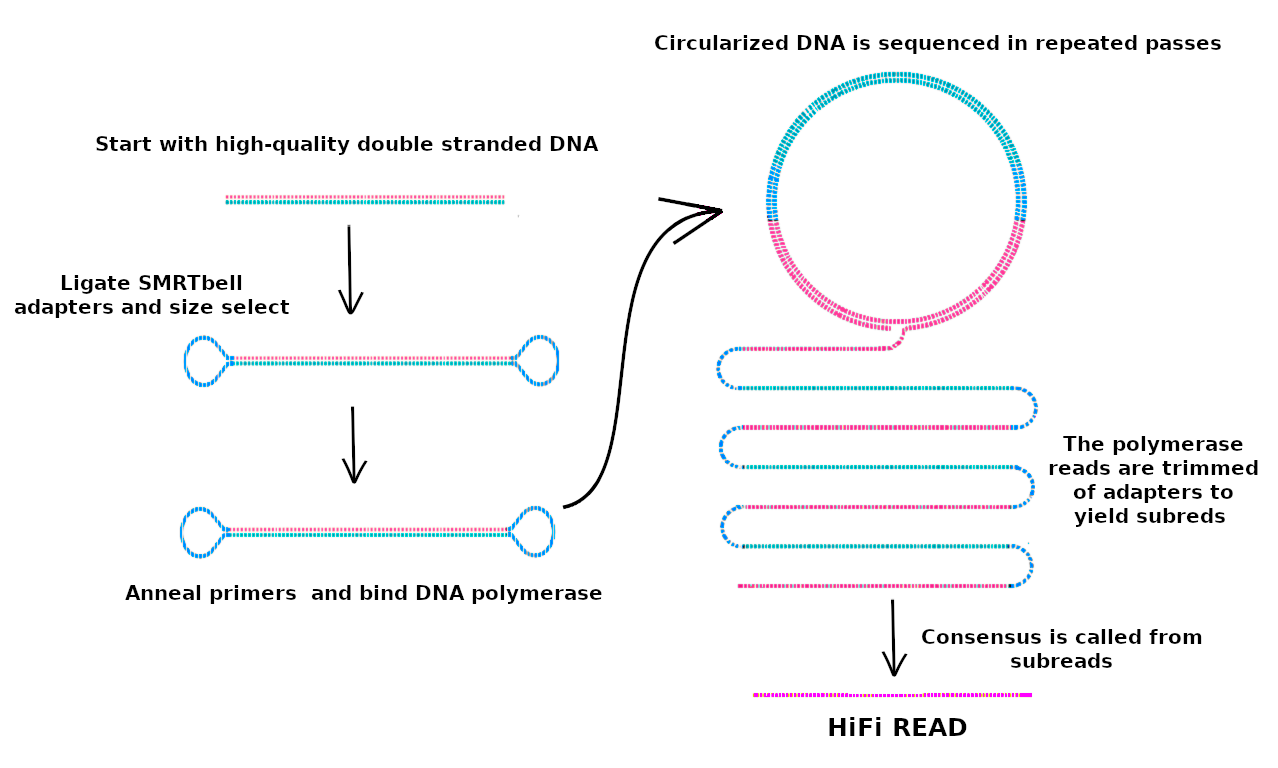 Figure 2: PacBio HiFi technology. 