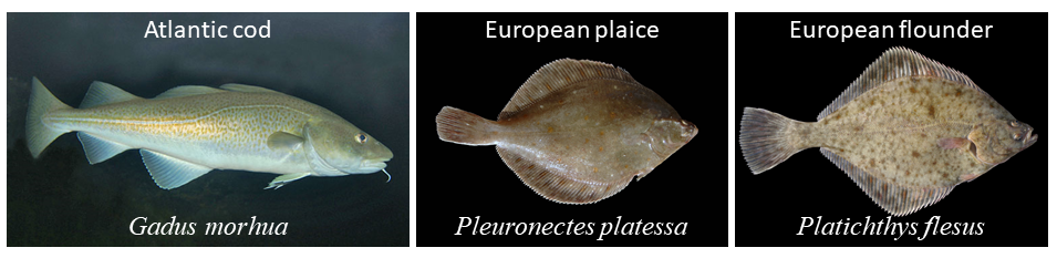 BITS survey standard fish species. 