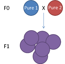 The genetic map CrossPollination. 