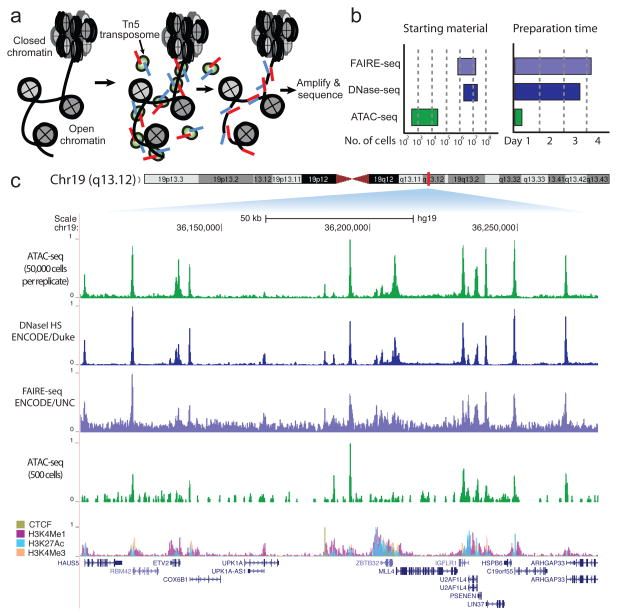 ATAC-Seq. 