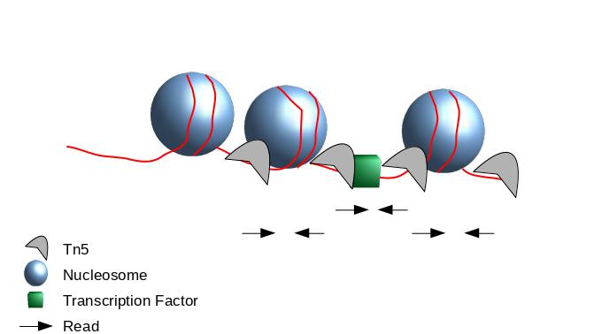 Scheme of ATAC-Seq reads relative to nucleosomes. 