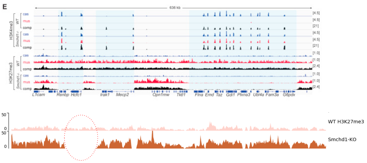 12 different sets of line graphs are shown showing various peaks along the genome. Genes are shown below the genome, some, but not all, lining up with the peaks. Below is a graphic of two line charts comparing two genomes. One has a region with no reads mapping which is circled.