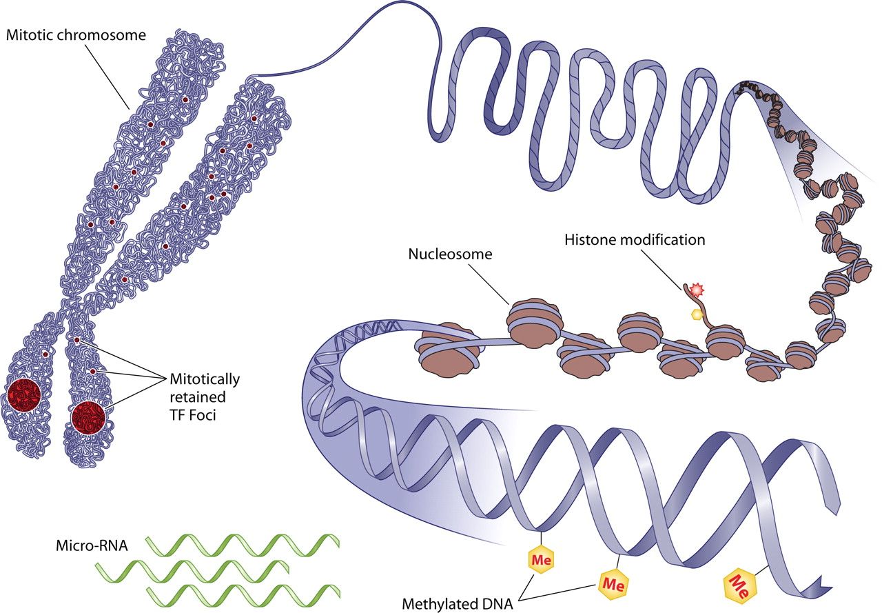 Cartoon of a mitotic chromosome zoomed in to show dna and histones and nucleosomes, further zoomed in to show individual DNA strands with methylated dna.