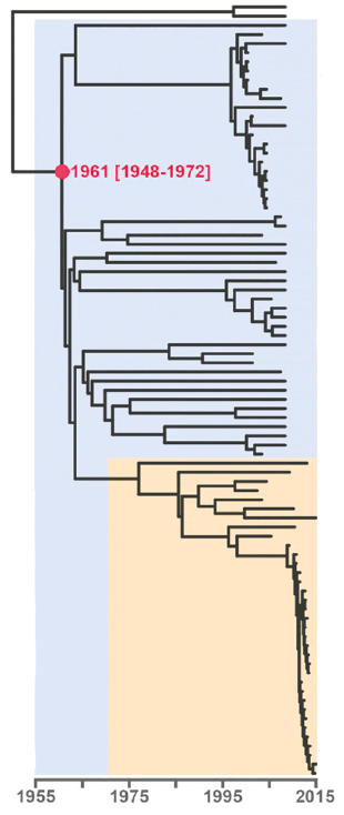 Phylogeny. 