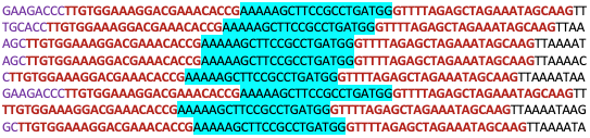 Adapter sequences dataset. 