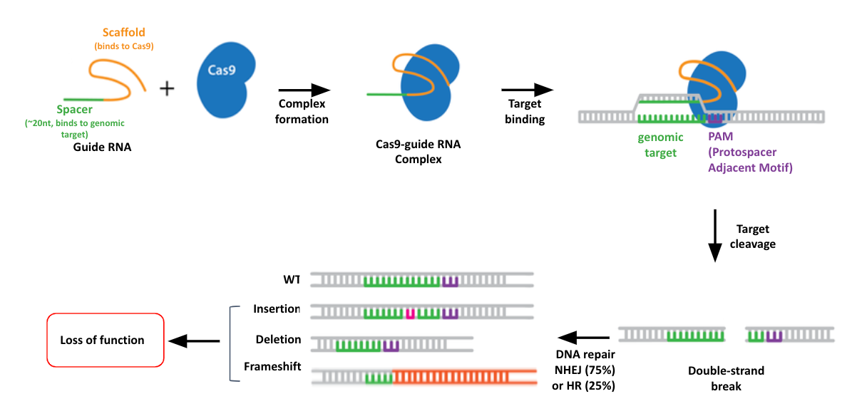 CRISPR method