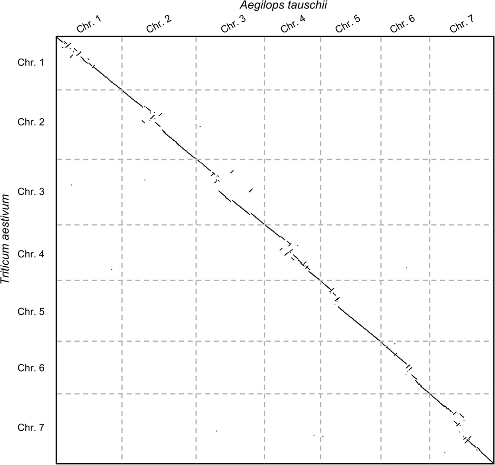 A multi-genome dot plot is shown comparing two genomes. It is very clean and low-noise.