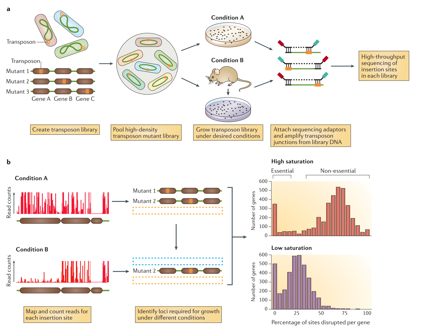 Illustration of tnseq Method. 