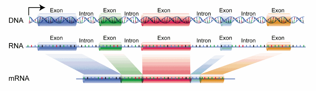 Eukaryotic gene model. 