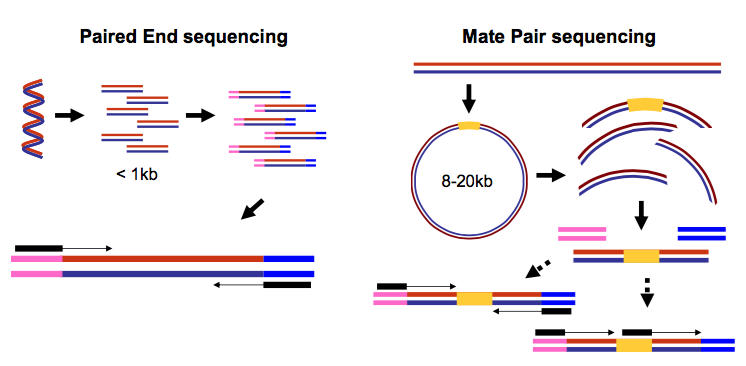 Paired-end and mate-pair reads. 