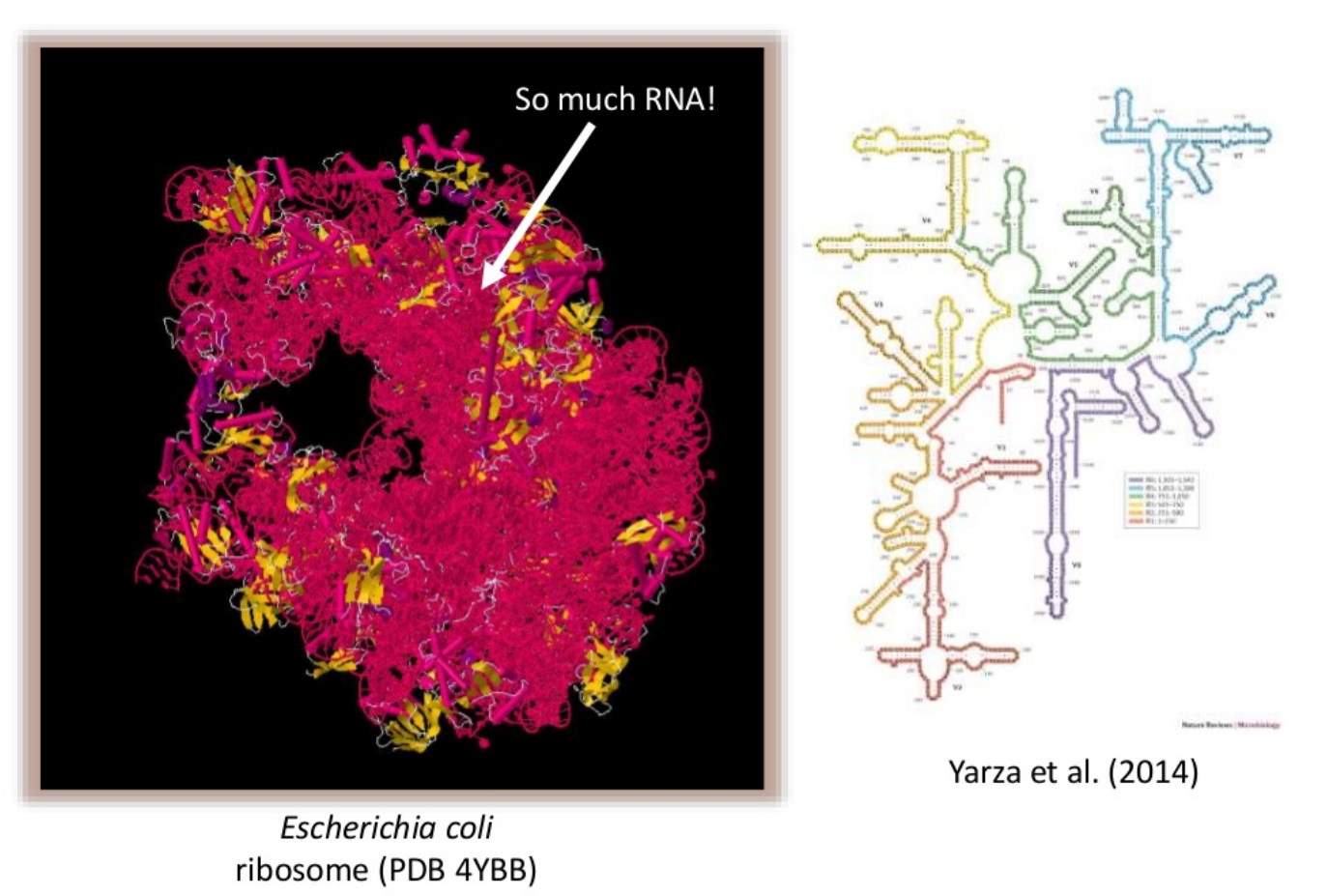 The 16S ribosomal RNA gene