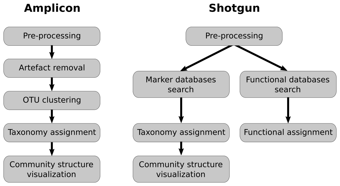 comparison of amplicon and shotgun pipelines. amplicon pipeline goes to community structure viz, shotgun pipeline goes to community structure in addition to functional assignment.