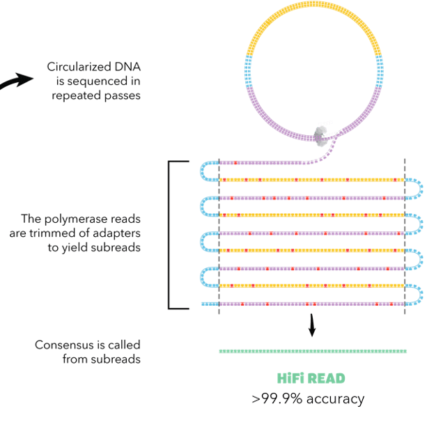 PacBio HiFi sequencing. 