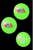 Self-assembled vesicles that have a cell-like structure which mimicks various aspects of biological behaviour