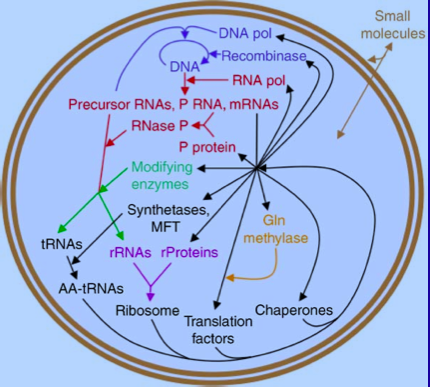 Minimal reconstructed genome where only necessary genes are kept