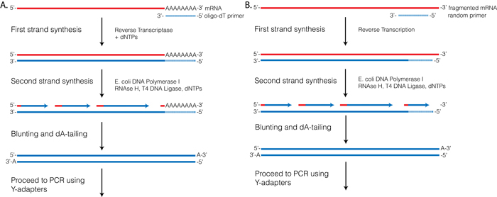 Oligo-dT vs. random priming. 