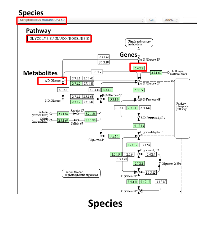 KEGG species view