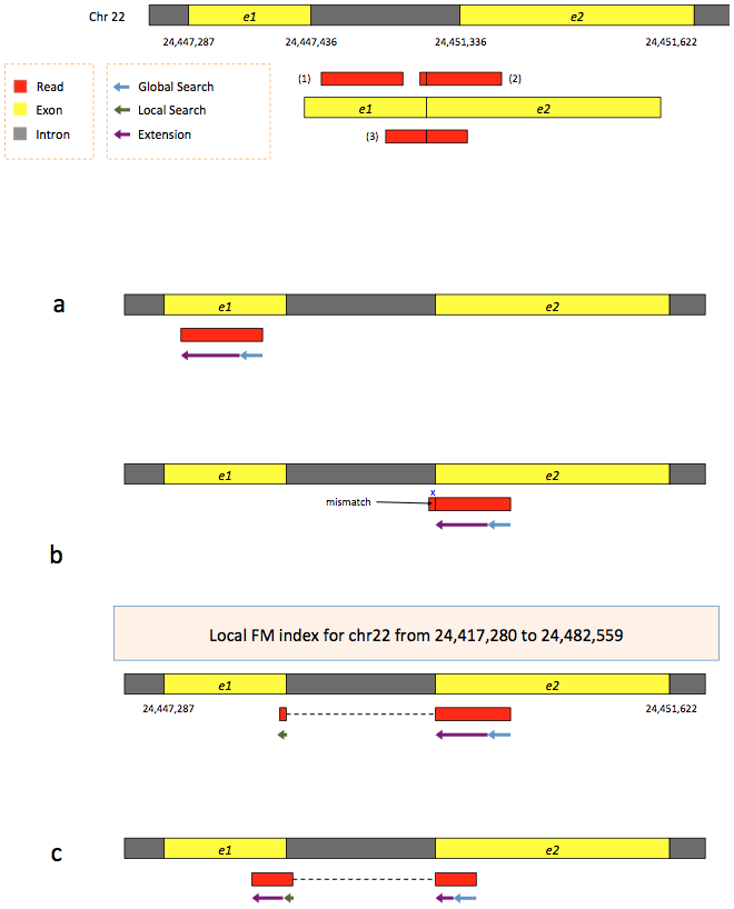 Hierarchical Graph FM index in HISAT/HISAT2. 