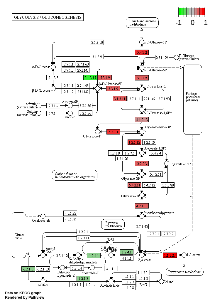 KEGG pathway. 