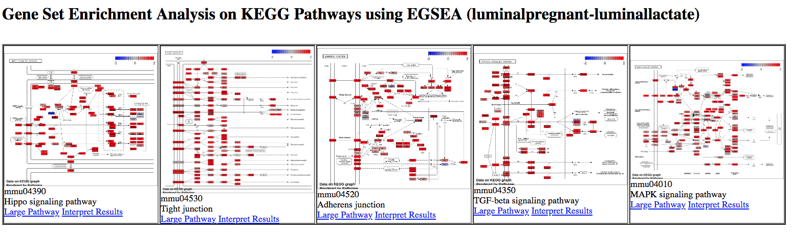 EGSEA KEGG luminal. 