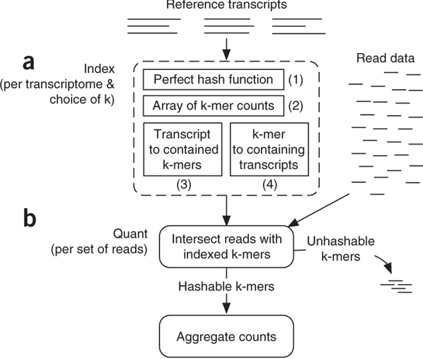 Assigning reads to transcripts: Sailfish. 