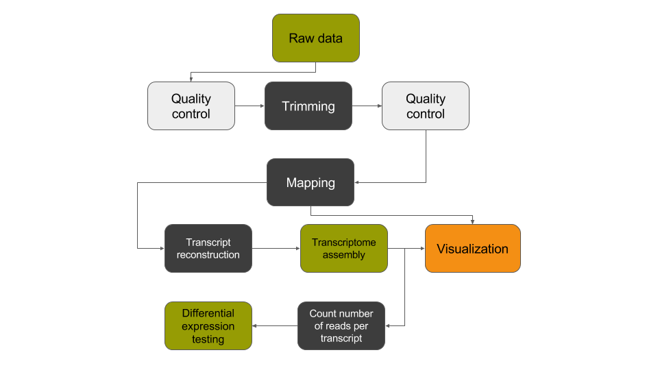 RNAseq de novo tutorial workflow. 