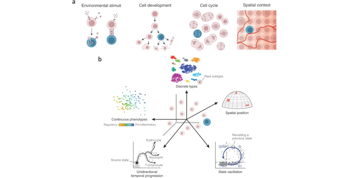 Facets of Cellular Identity. 