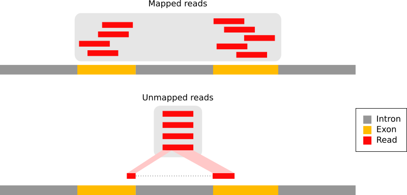 Splice-aware alignment. 