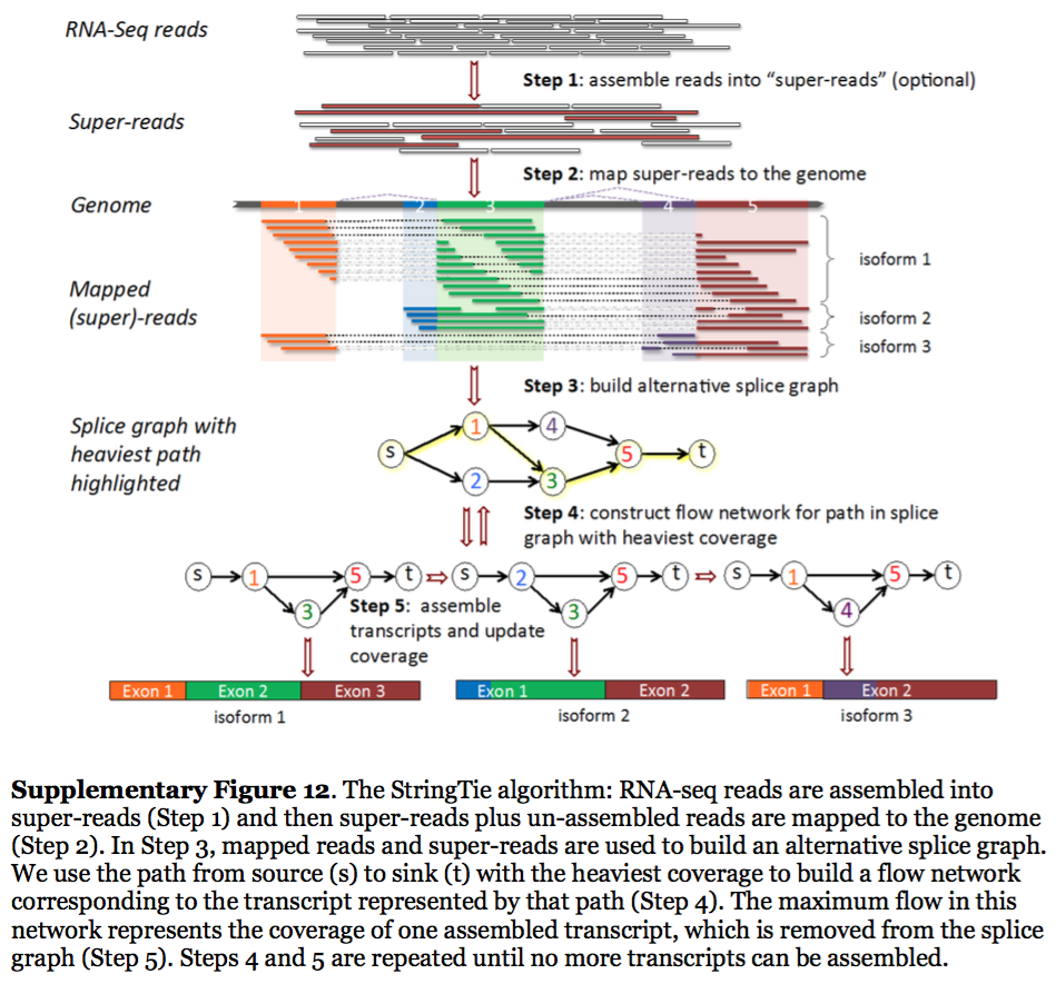 StringTie algorithm. 