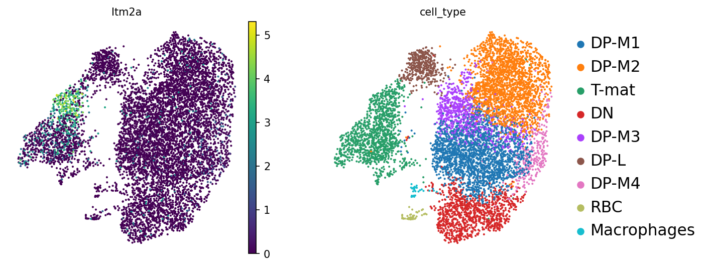 Itm2a Expression. 