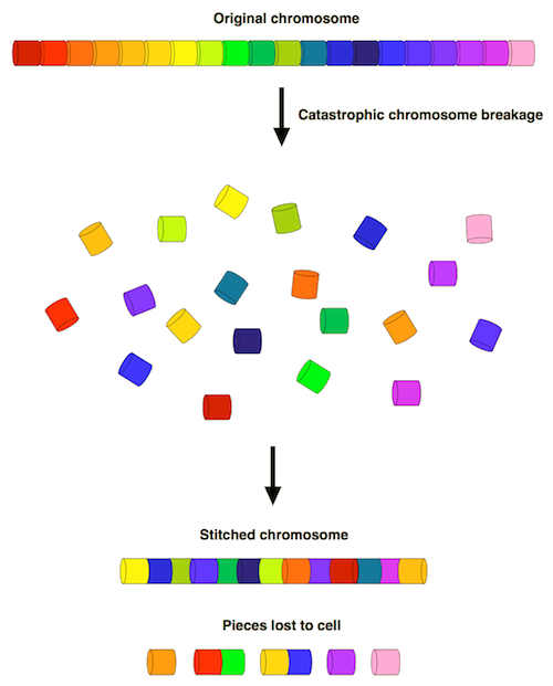 Chromothripsis. 