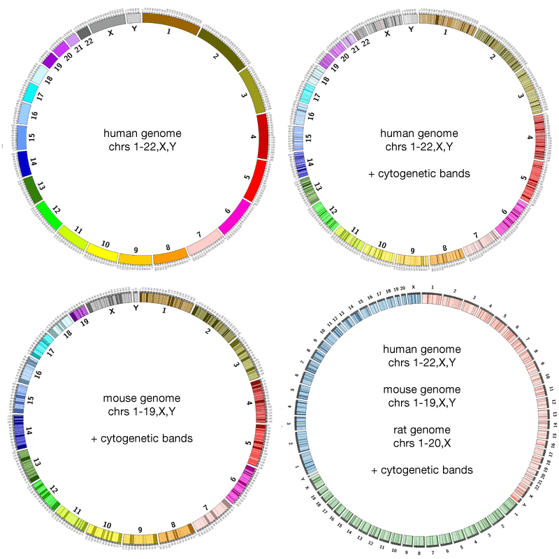 Examples of ideograms in Circos. 