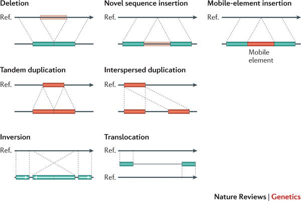 Overview of types of SVs. 